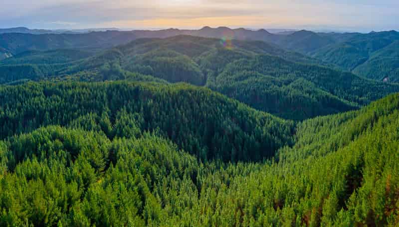  Pine Farm 65, Tiniroto