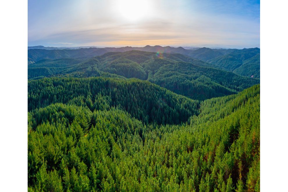 Pine Farm 65, Tiniroto, Gisborne For Sale realestate.co.nz