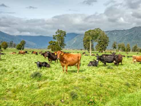 946 Waitaha Road, Ross