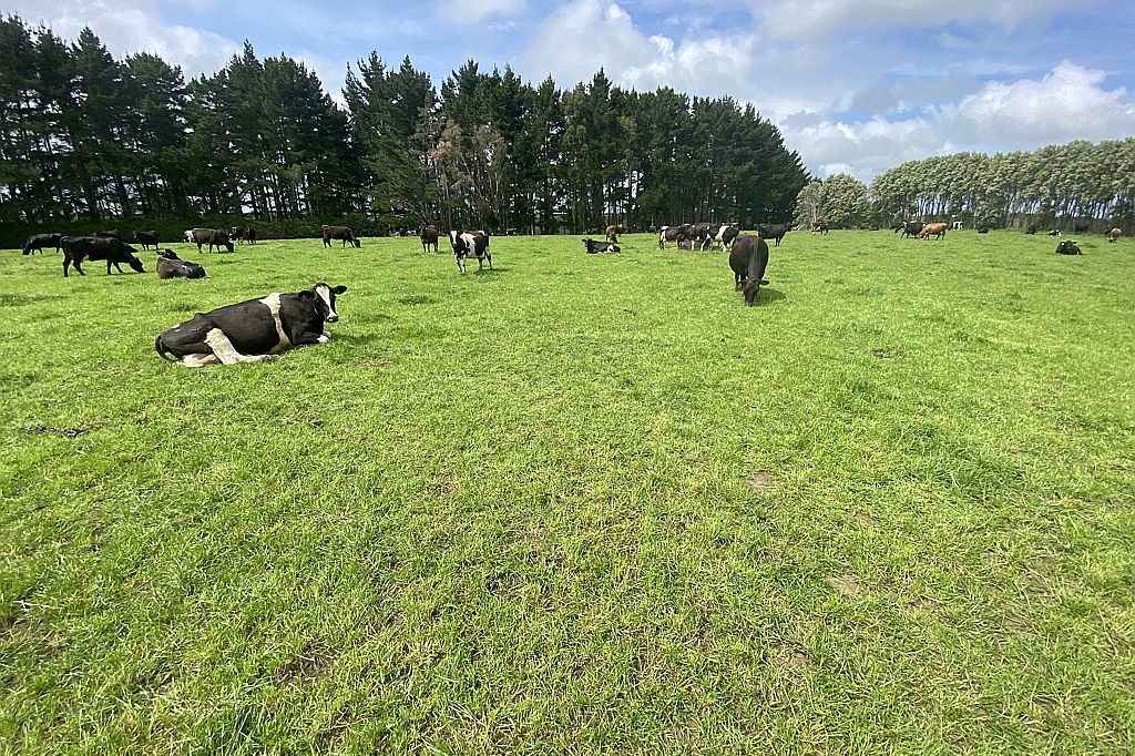 Property value 308 Ingahape Road, Manutahi realestate.co.nz