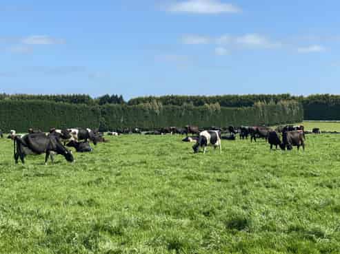 965 Woodlands Invercargill Highway, Roslyn Bush