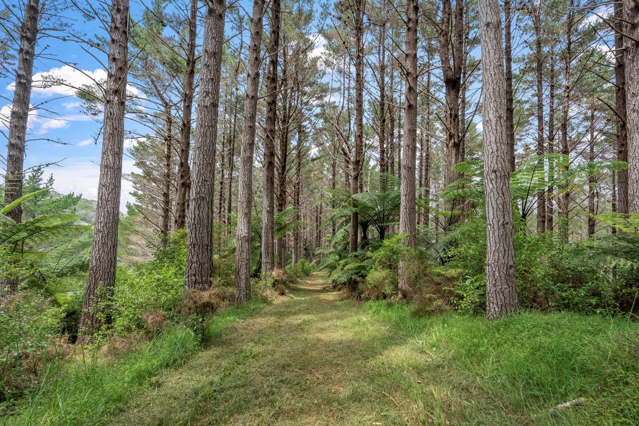 Anchorpoint Forestry - 115Ha - Görünüm 4