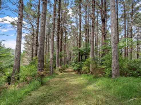 Anchorpoint Forestry - 115Ha