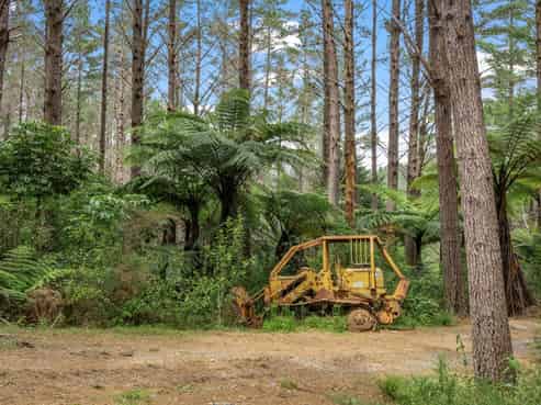 Anchorpoint Forestry - 115Ha