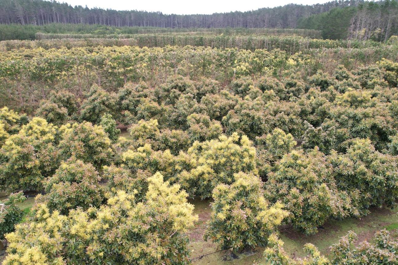 40.7ha Avocado & Potential Mixed Use Orchard - Mehr