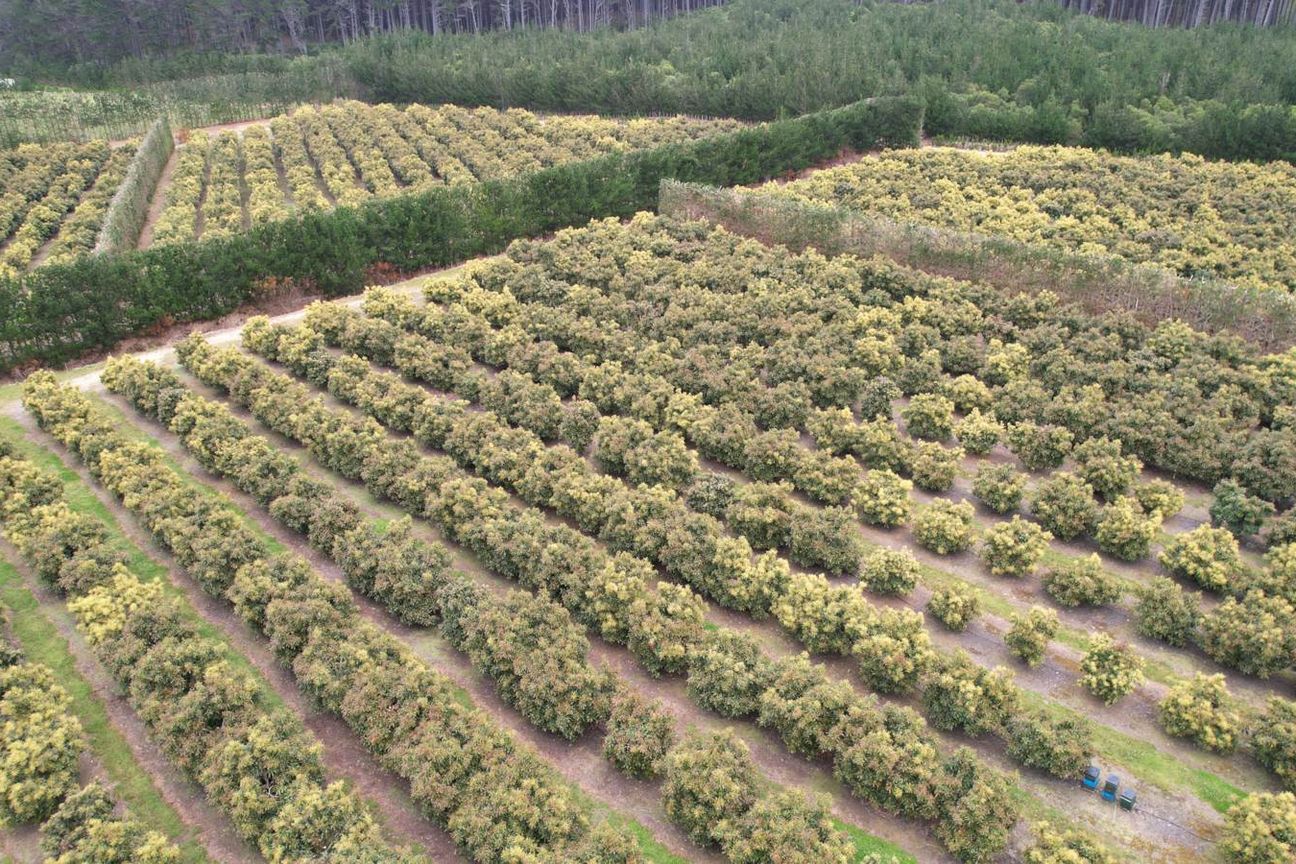 40.7ha Avocado & Potential Mixed Use Orchard - Ansicht 6