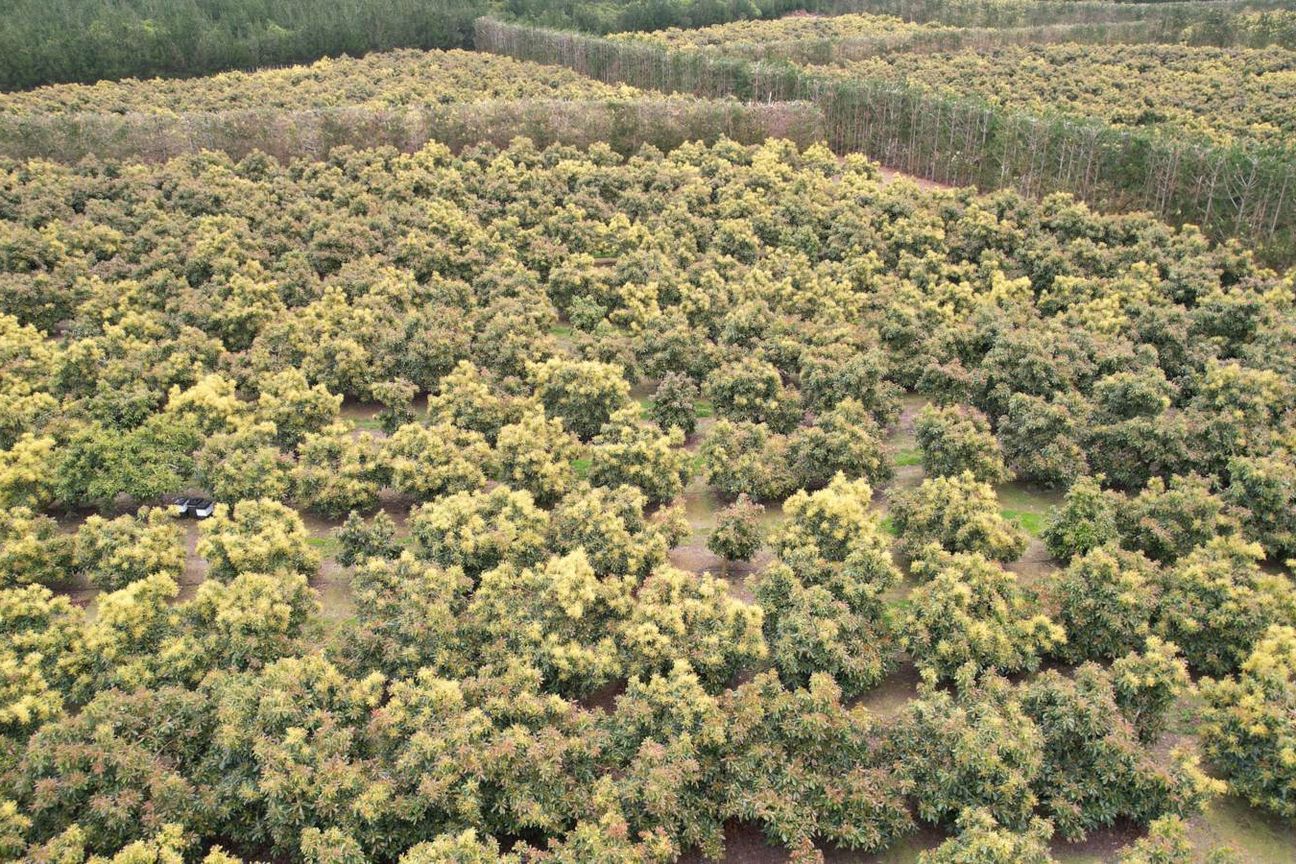 40.7ha Avocado & Potential Mixed Use Orchard - Ansicht 5