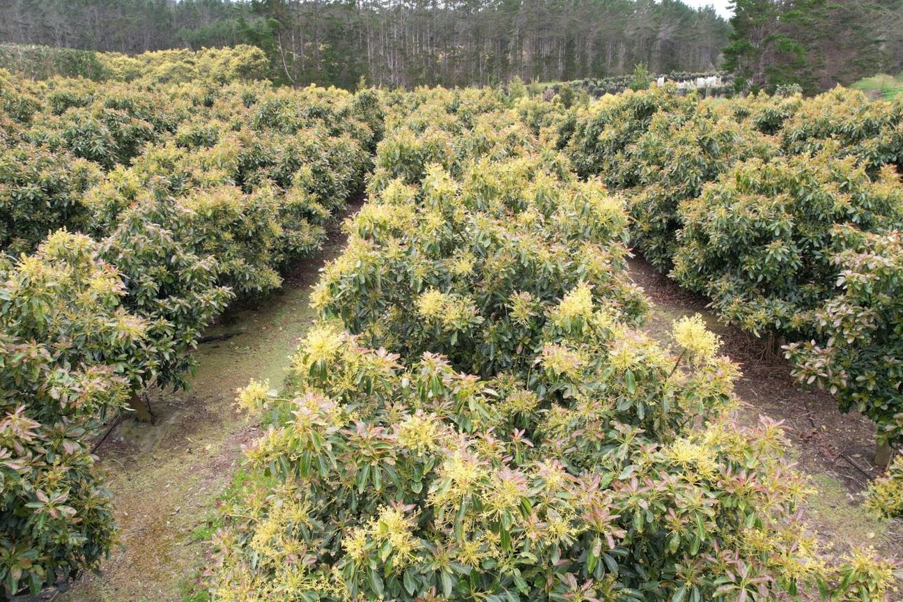 40.7ha Avocado & Potential Mixed Use Orchard - Ansicht 3