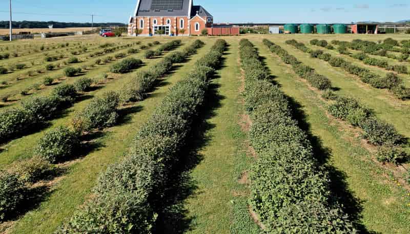 1686 Waimate Highway, Makikihi