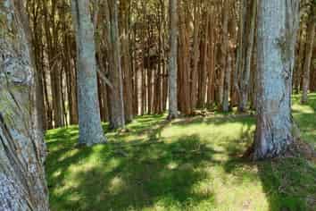Lot 5/198 Griffin Road, MAUNGATUROTO