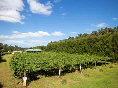 123 Wiroa Road, Kerikeri