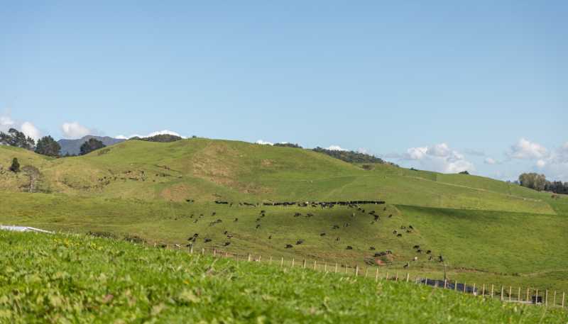 730 Waitawheta Road, Waihi