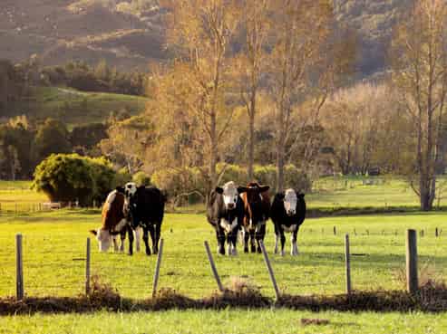572 Woodcocks Road, Warkworth