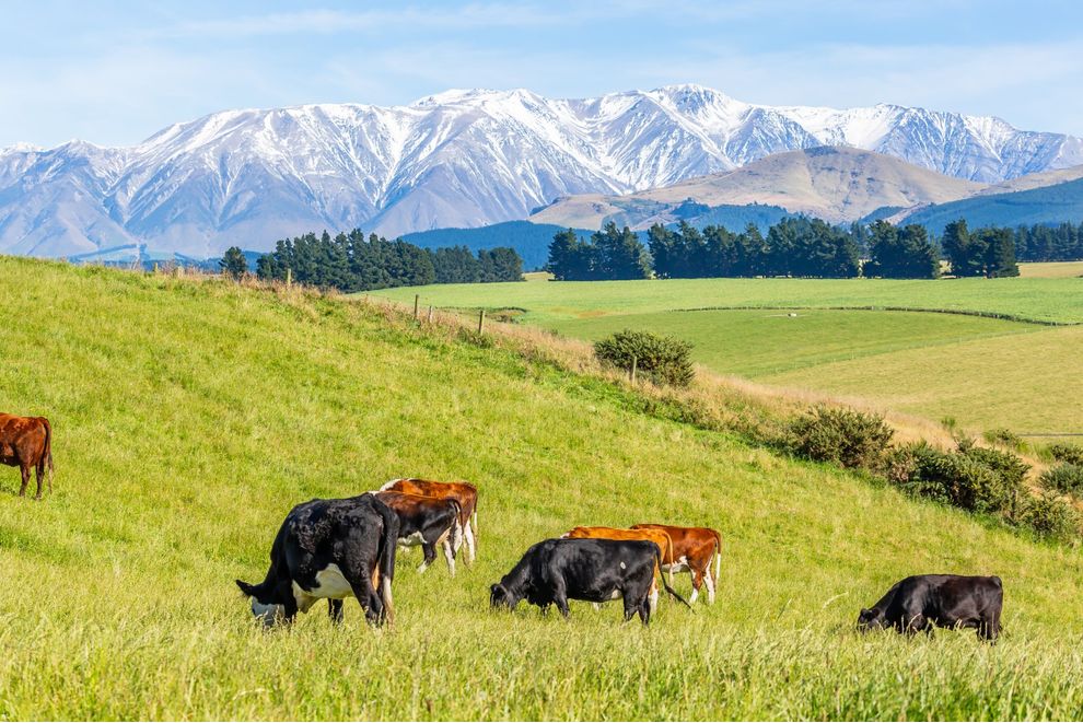 183 Davies Road and Windwhistle Road, Hororata, Selwyn For Sale