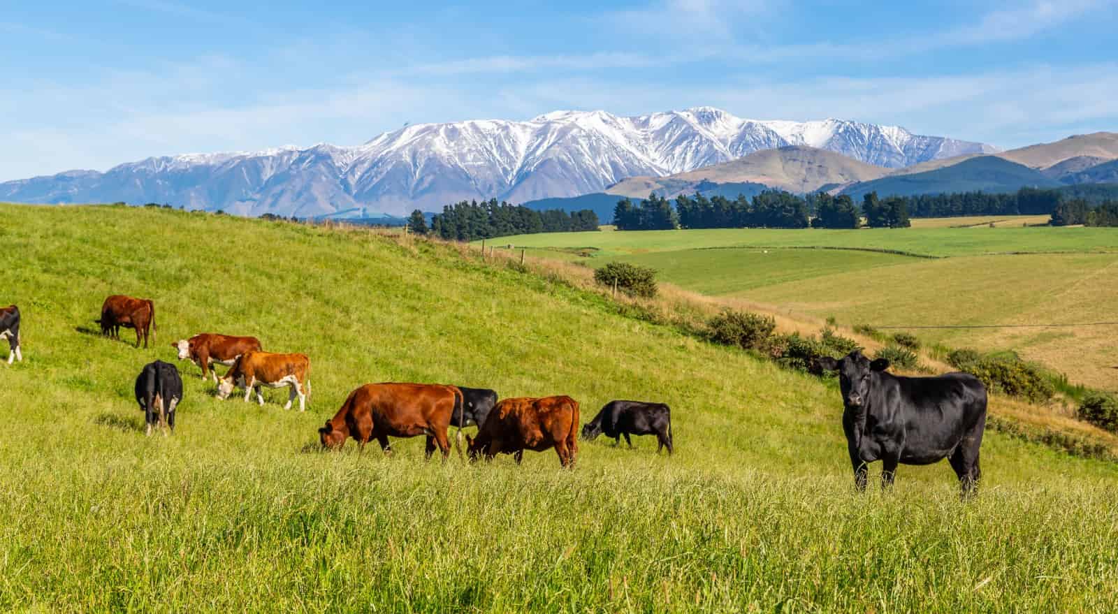 183 Davies Road and Windwhistle Road, Hororata, Selwyn For Sale