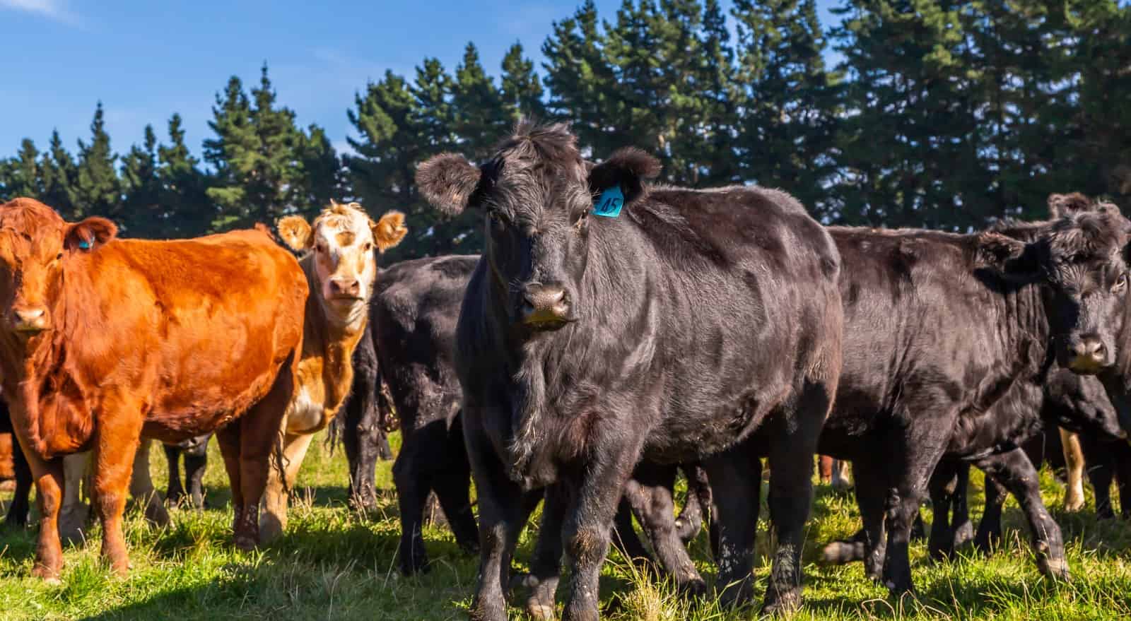 183 Davies Road and Windwhistle Road, Hororata, Selwyn For Sale