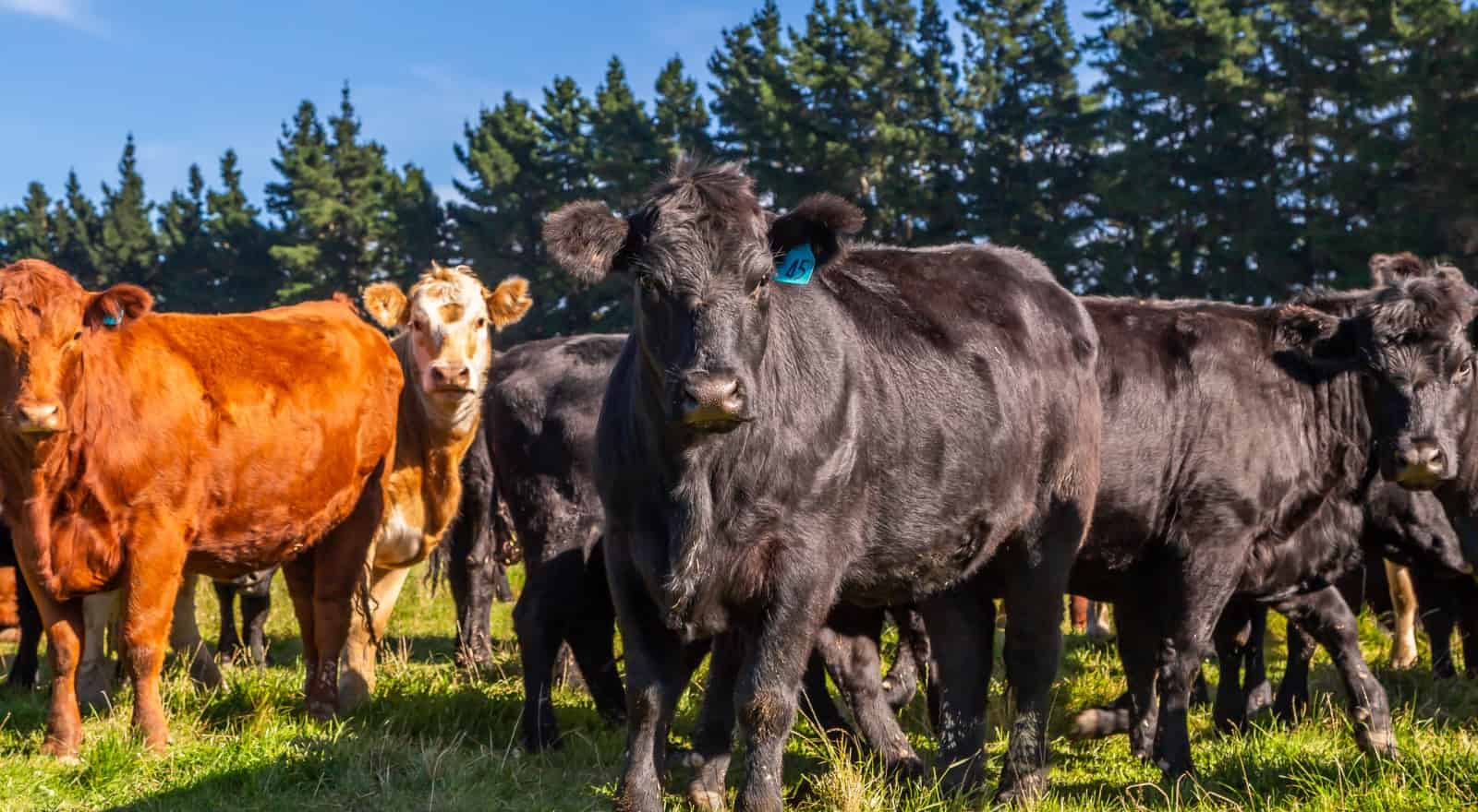 183 Davies Road and Windwhistle Road, Hororata, Selwyn For Sale