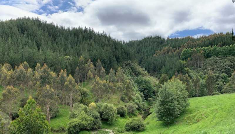 864 Puniwhakau Road, Puniwhakau