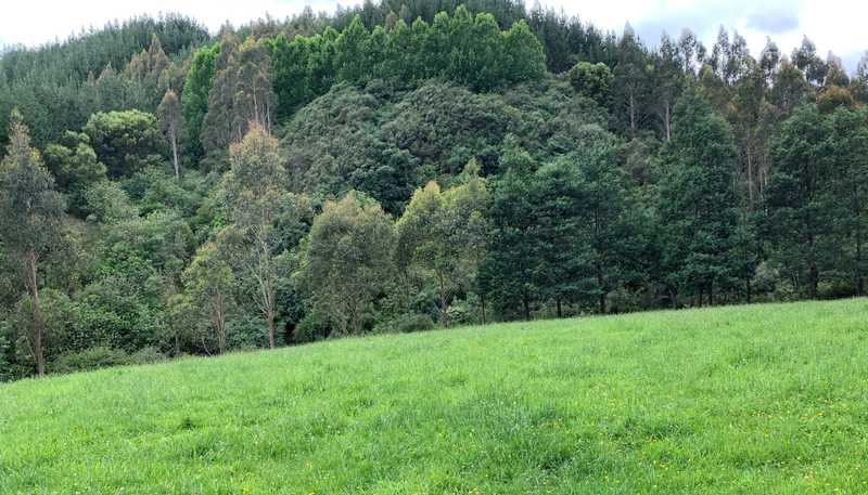 864 Puniwhakau Road, Puniwhakau