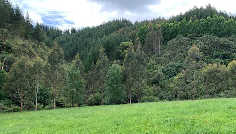 864 Puniwhakau Road, Puniwhakau