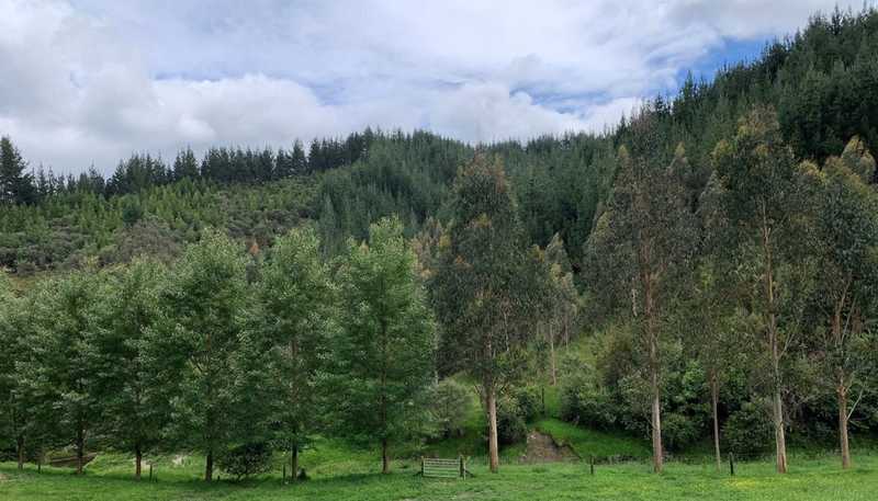 864 Puniwhakau Road, Puniwhakau
