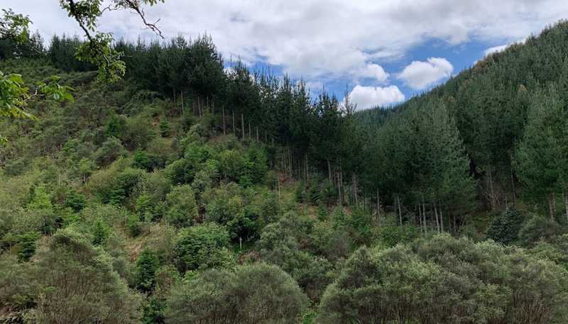 864 Puniwhakau Road, Puniwhakau