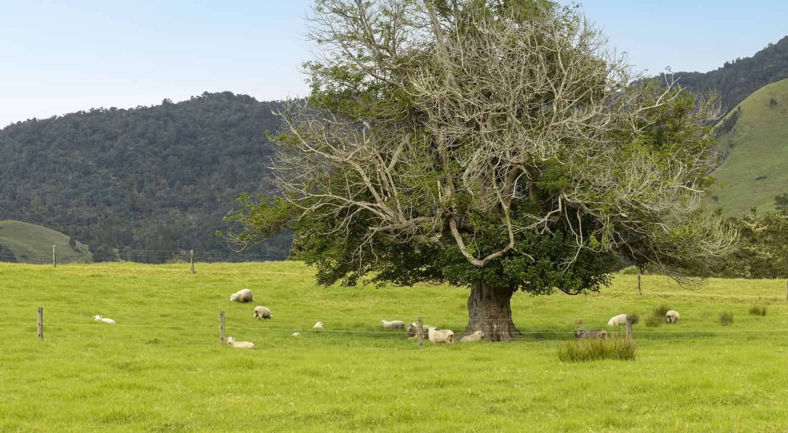 73 Takahue Saddle Road, Kaitaia, Far North For Sale realestate.co.nz