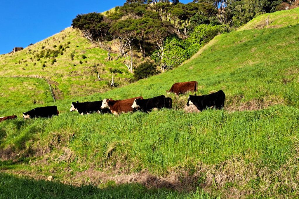 Sold 1469 Tuakau Bridgeport Waikato Road, Port Waikato realestate