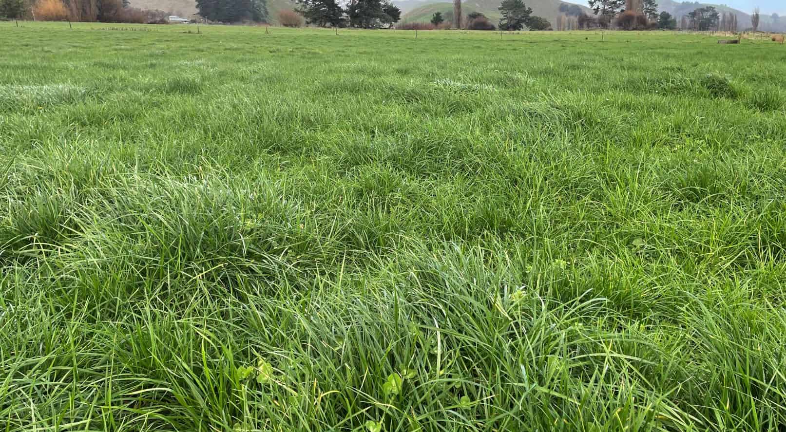 160 Kohinui Road, Pahiatua, Tararua For Sale realestate.co.nz