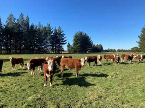 Caldwell Road, Ongaonga
