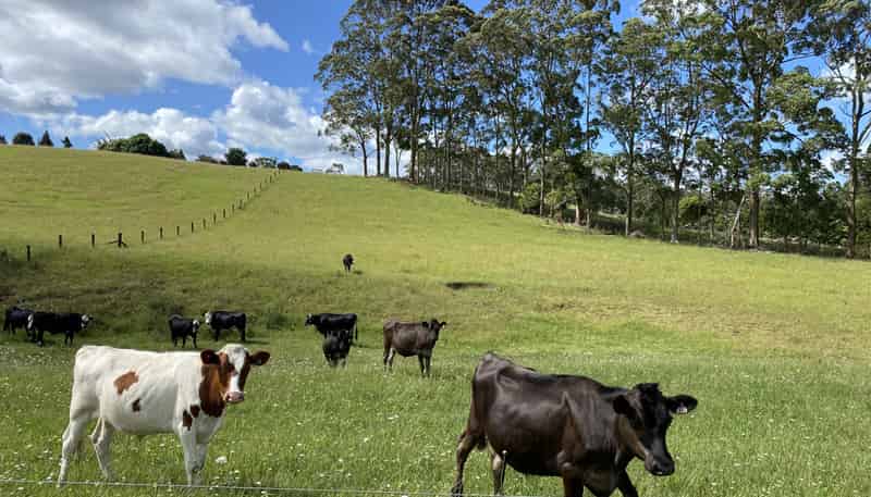 105 (Lot 3 Pungaere Road, KERIKERI