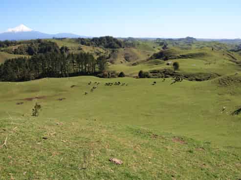 482 Wawiri Road, Douglas