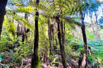 600 Buffalo  Road, Coromandel