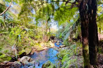 600 Buffalo  Road, Coromandel