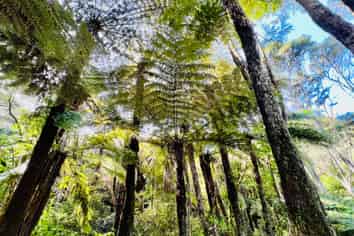 600 Buffalo  Road, Coromandel