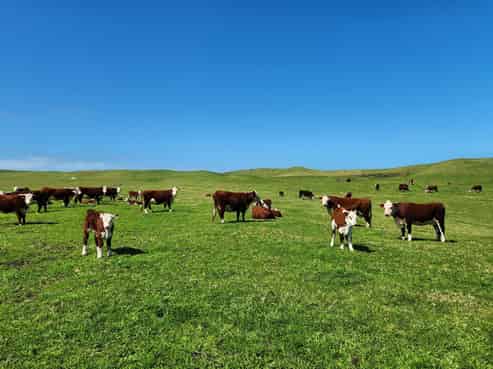 409 Baylys Basin Road, Dargaville Surrounds