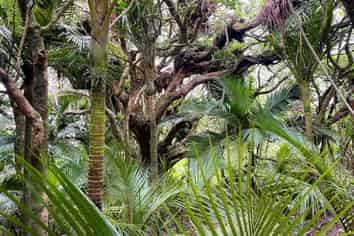 Station R/Lot 7 Medland Road, Great Barrier Island