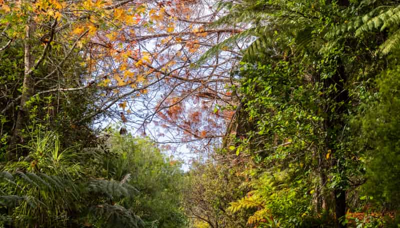Lot 3 291 Sharp Road, Matakana