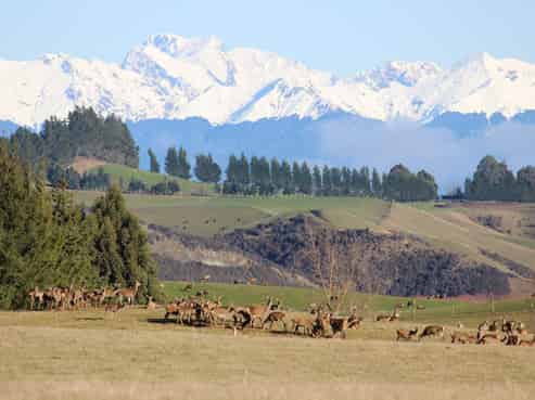 102 Talbot Road, Te Anau