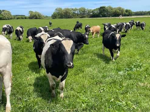 1269 Rangiotu Road, Tiakitahuna