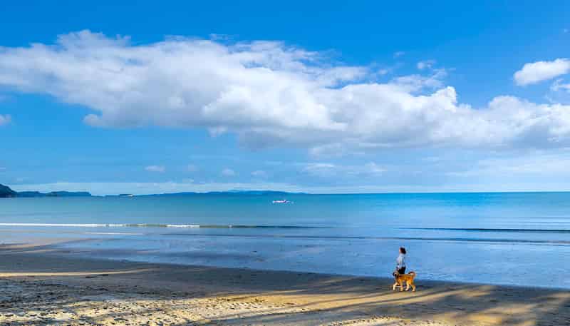 236  Hibiscus Coast Highway, Orewa