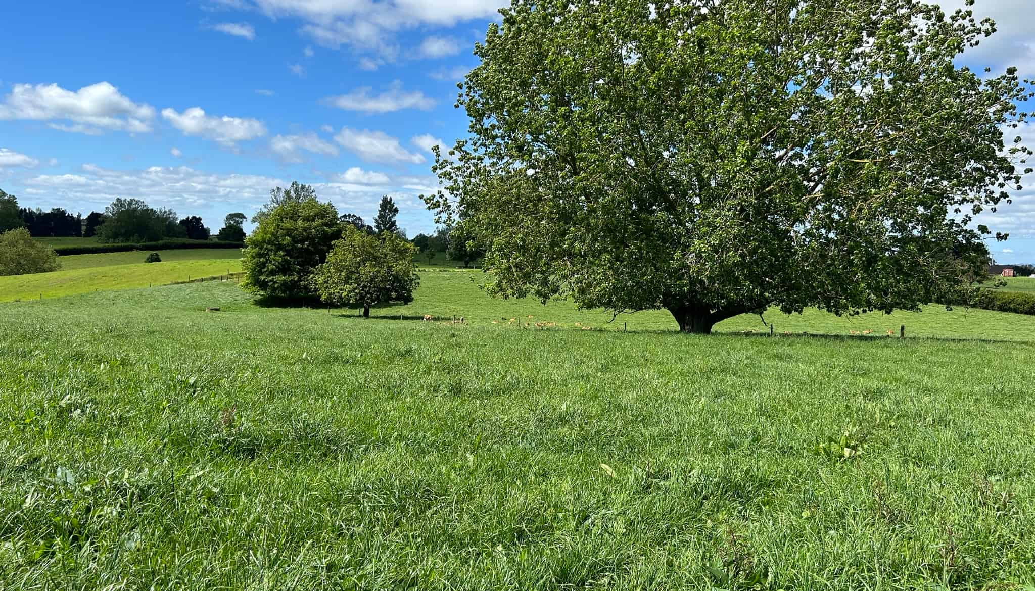 36 Bell Road, Ngahinapouri, Waipa For Sale realestate.co.nz