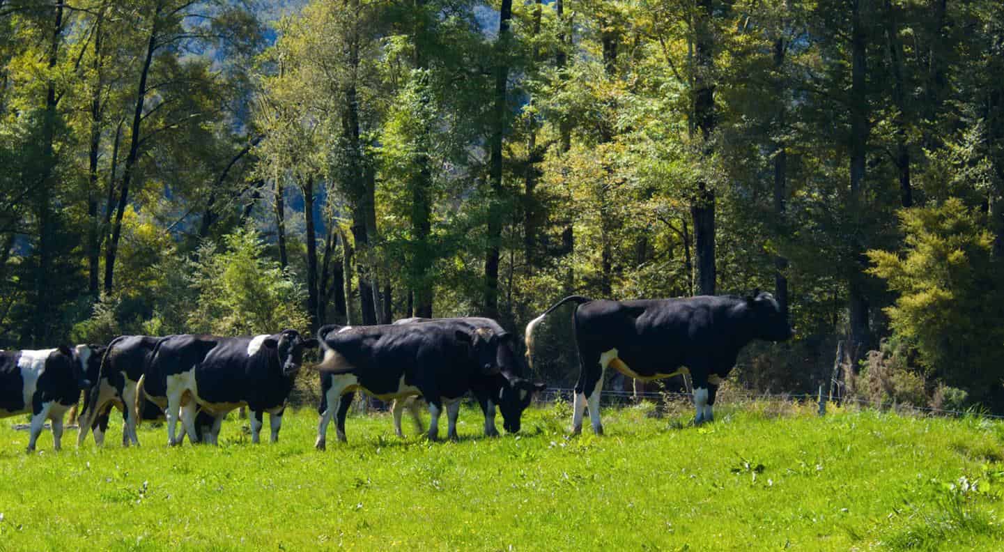 AhauraKopara Road, Ahaura, Grey For Sale realestate.co.nz