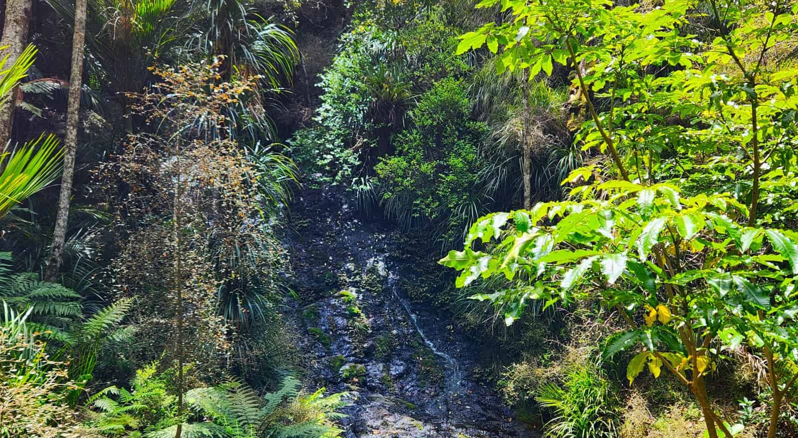 1084 Tangowahine Valley Road, Tangowahine, Kaipara For Sale