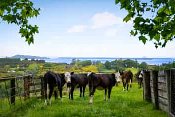 41D Waiau Road, Athenree Gorge