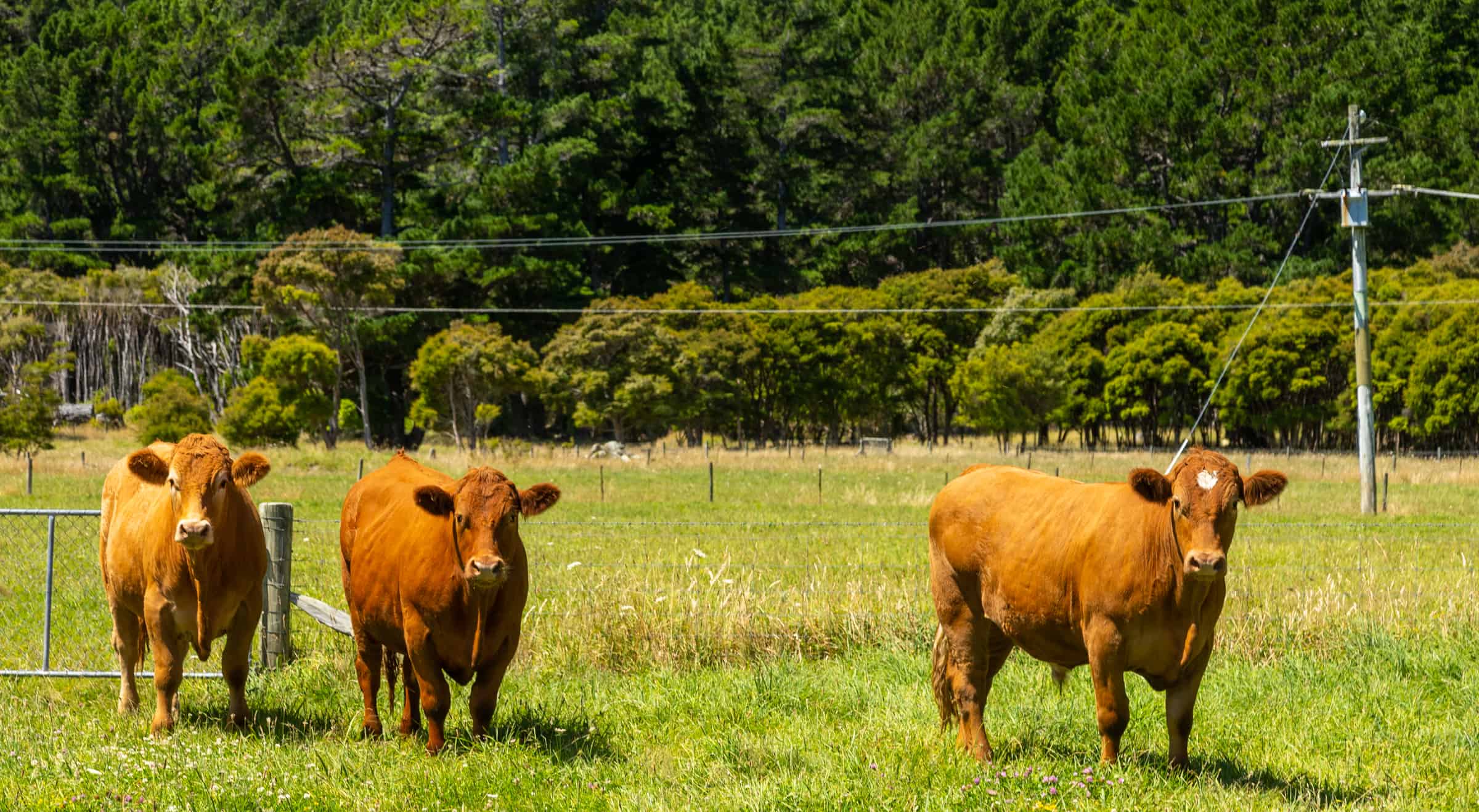 Clova Bay Road, Manaroa, Marlborough For Sale realestate.co.nz