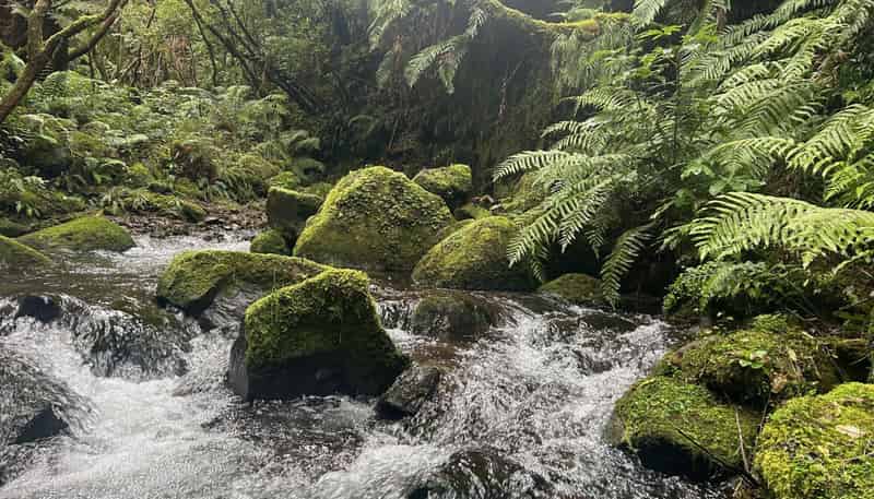 7957 State Highway 2, Opotiki