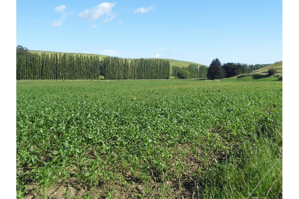 Tokarahi Downs, TokarahiDuntroon Rd, Tokarahi, Waitaki For Sale