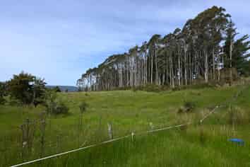  Woodstock-Rimu Road, Ruatapu