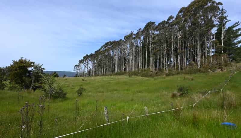  Woodstock-Rimu Road, Ruatapu